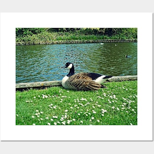 Canada Goose Resting Warminster Posters and Art